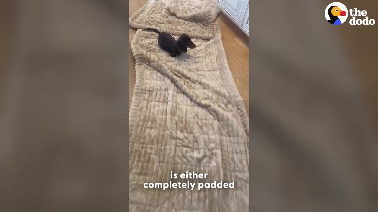 A small dachshund puppy stands on a long, thick, beige padded blanket laid out over a wooden floor.
