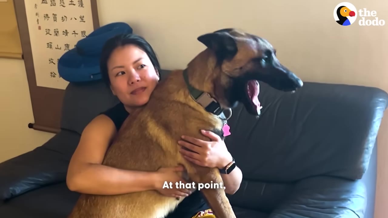 A woman sits on a dark leather couch, smiling as she hugs a Belgian Malinois dog who is yawning with its mouth wide open.