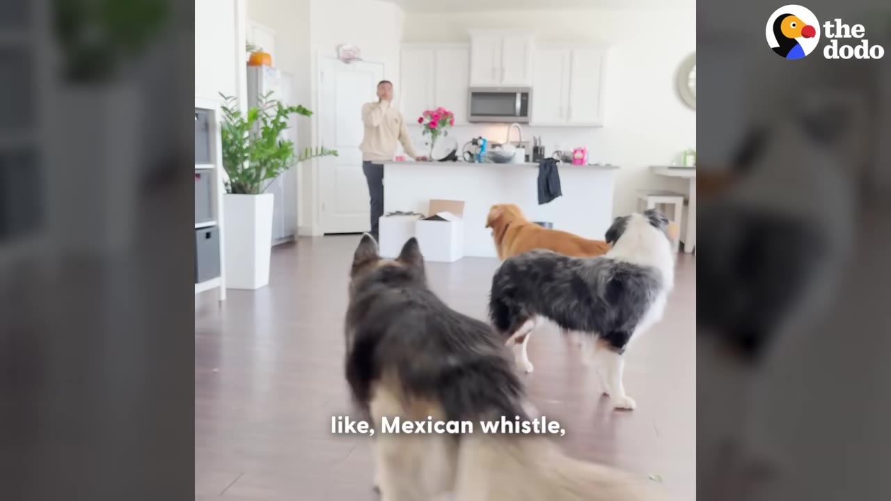 A man stands in a kitchen whistling with his hand to his mouth as three dogs look on.