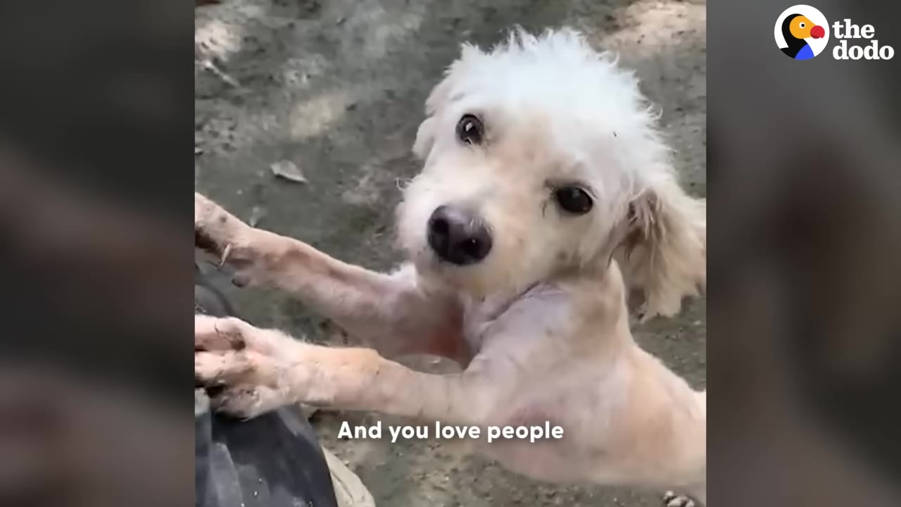 A small, light-colored dog stands on its hind legs, leaning its front paws against a person and looking up with wide, dark eyes.