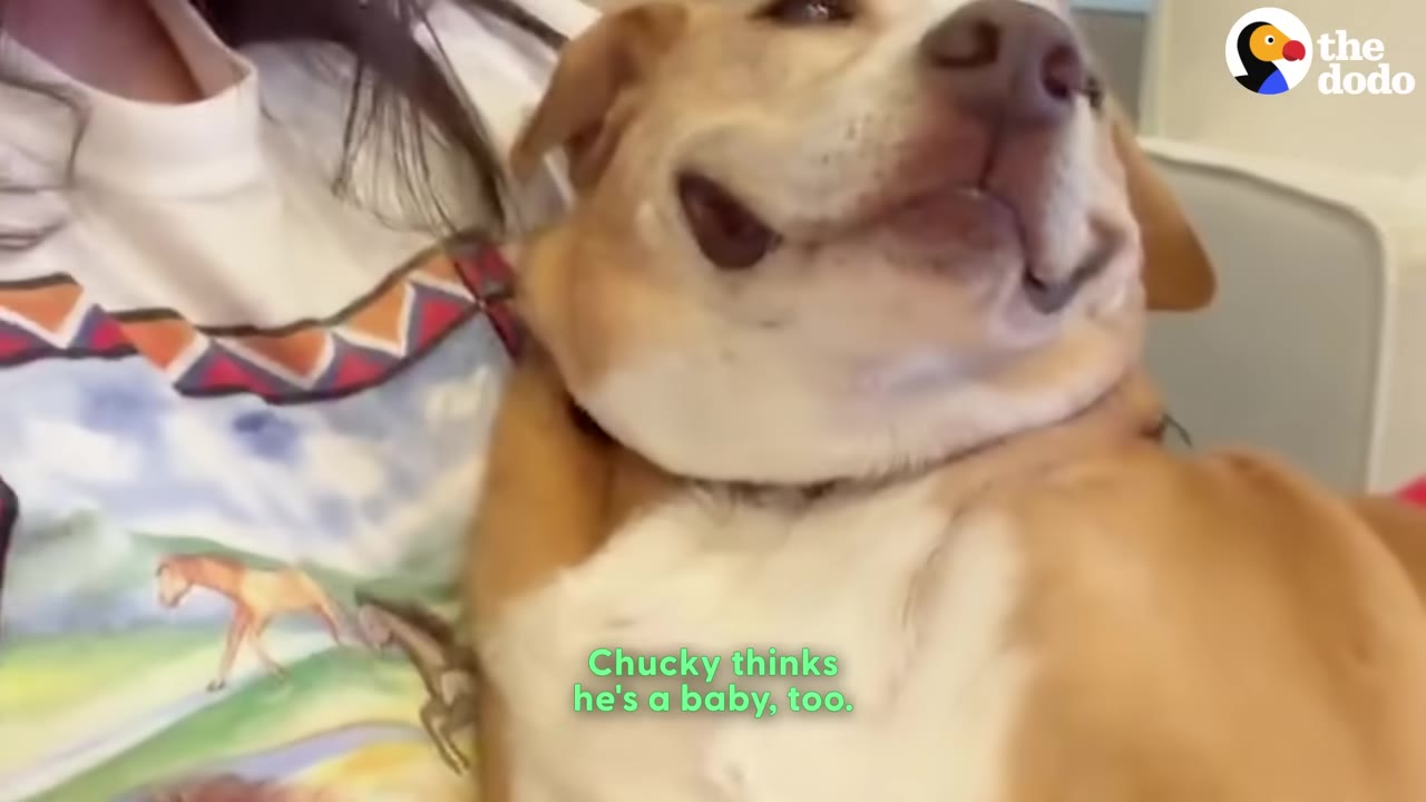 A tan and white dog named Chucky being held like a baby in a person's arms, looking up with a content expression.