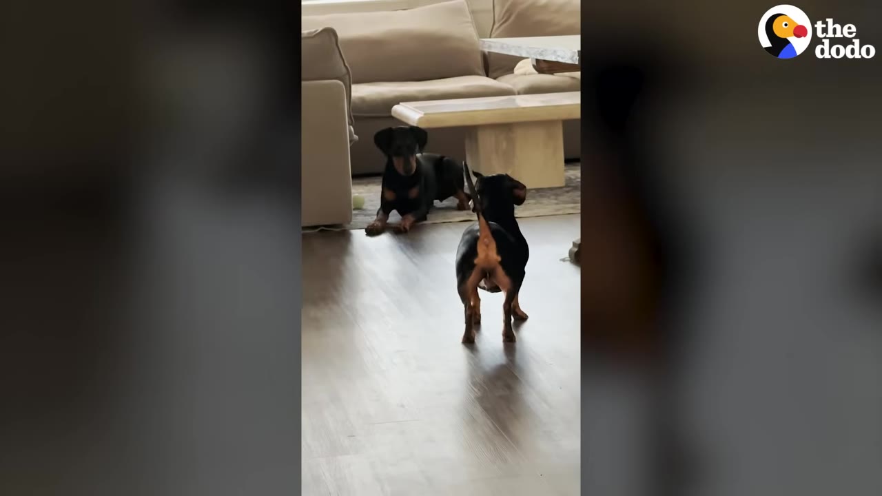 Two black and tan dachshunds interact in a living room, with one lying down on the rug and the other standing on the wooden floor.
