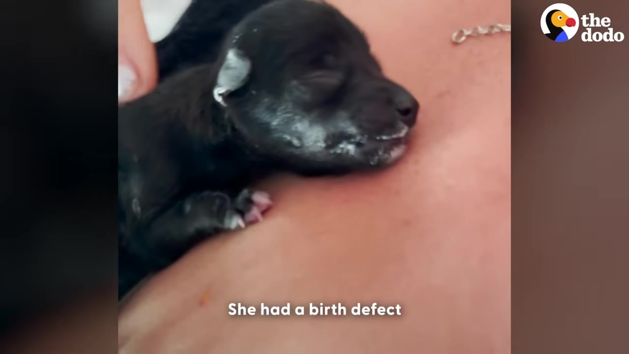 A tiny, fragile newborn black puppy rests on a person's chest as a finger gently touches its back.