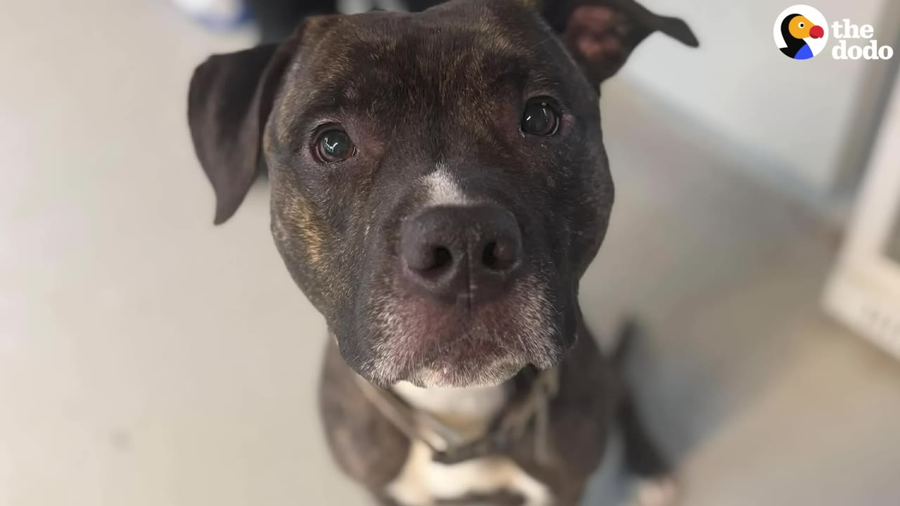 A close-up portrait of a brindle and white pit bull mix looking directly into the camera with expressive eyes.