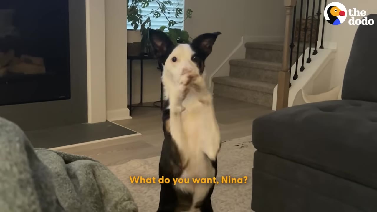 A black and white dog stands on her hind legs with her front paws clasped together in a begging motion inside a living room.