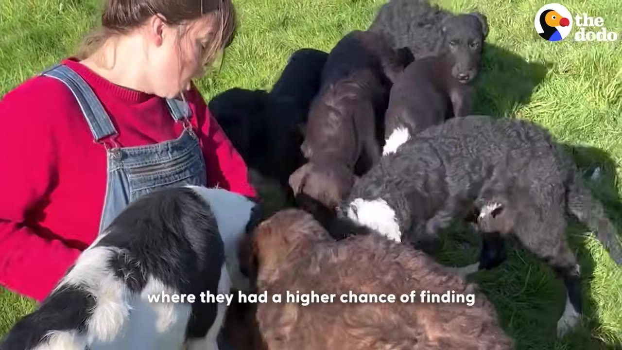 A woman wearing a red sweater and denim overalls sits on a grassy field surrounded by several puppies of various colors, including black, brown, and black-and-white.