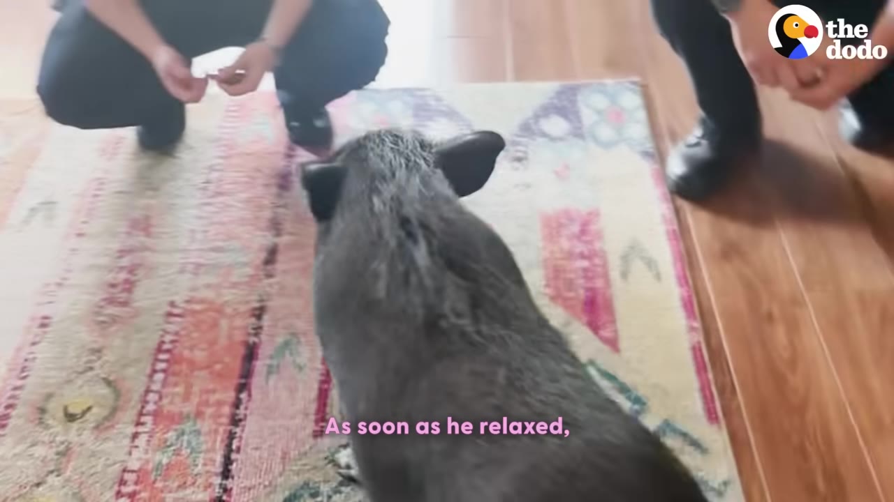 A black pig stands on a colorful rug as people crouch nearby, with the caption 'As soon as he relaxed,' visible at the bottom.