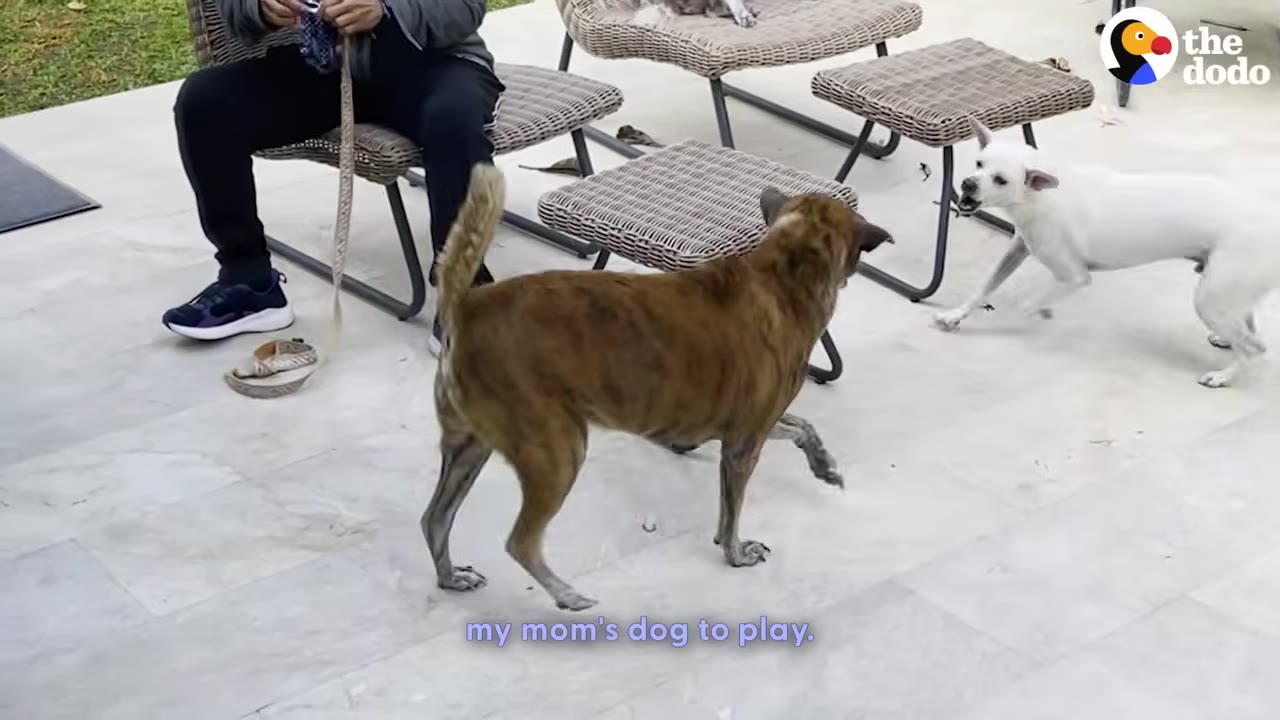 A brindle dog and a white dog interact on a tiled patio near outdoor furniture.