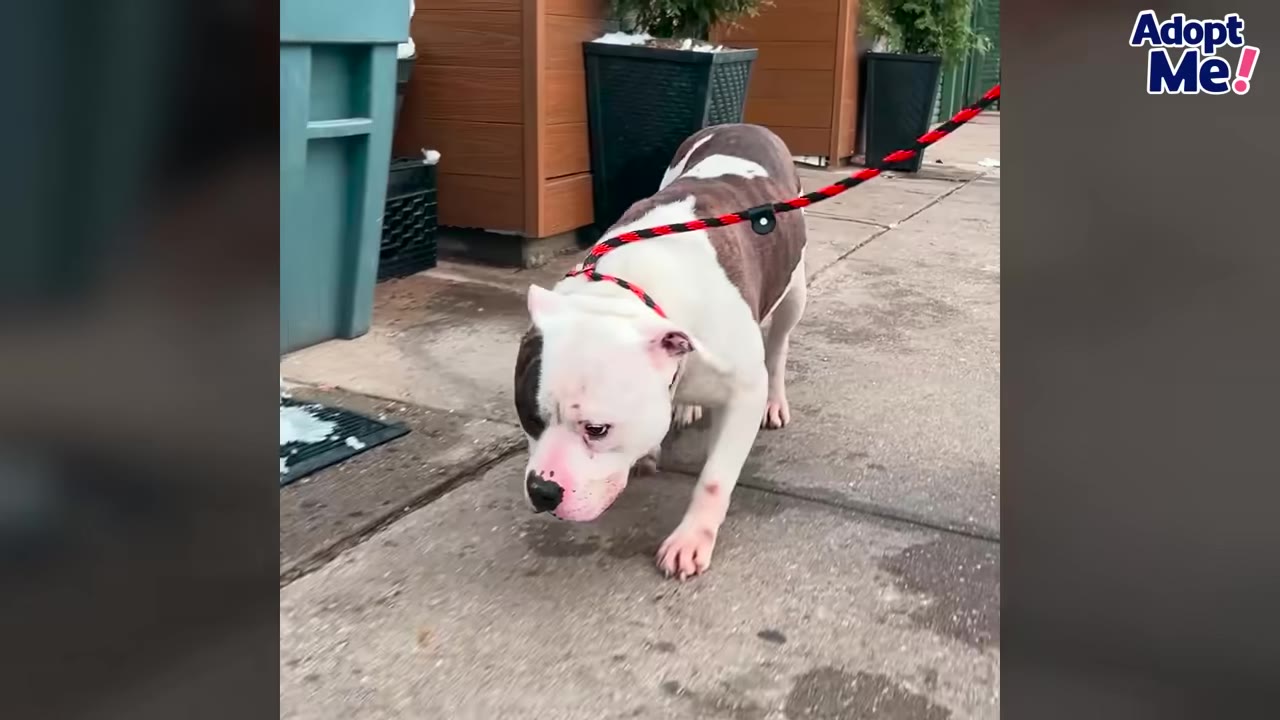 A white and brown dog with a low head posture walks cautiously on a leash outside.