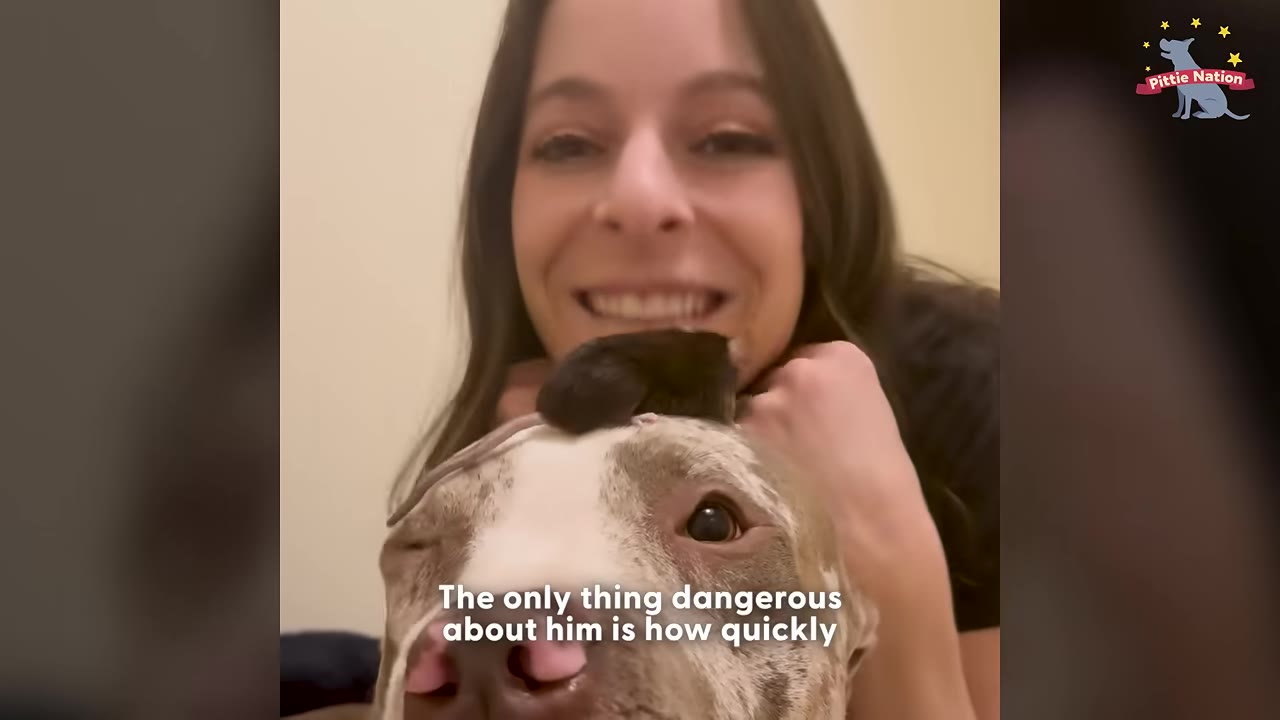 A smiling woman with long brown hair poses with her spotted pit bull, who has a small pet rat resting on top of his head.