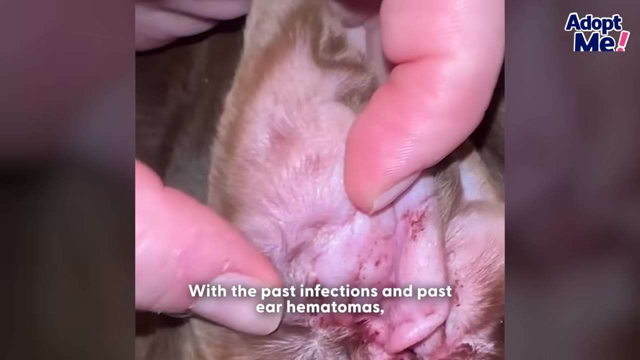 A close-up shot of a person's fingers gently holding open a dog's ear, revealing the pink, irritated skin inside the ear flap.