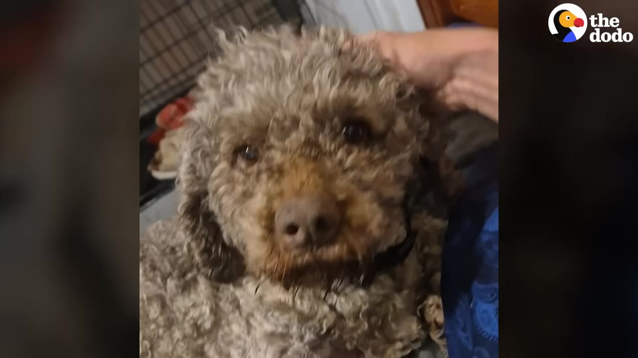 A close-up of a curly-haired brown dog with a gentle expression being softly petted on the head by a person's hand.