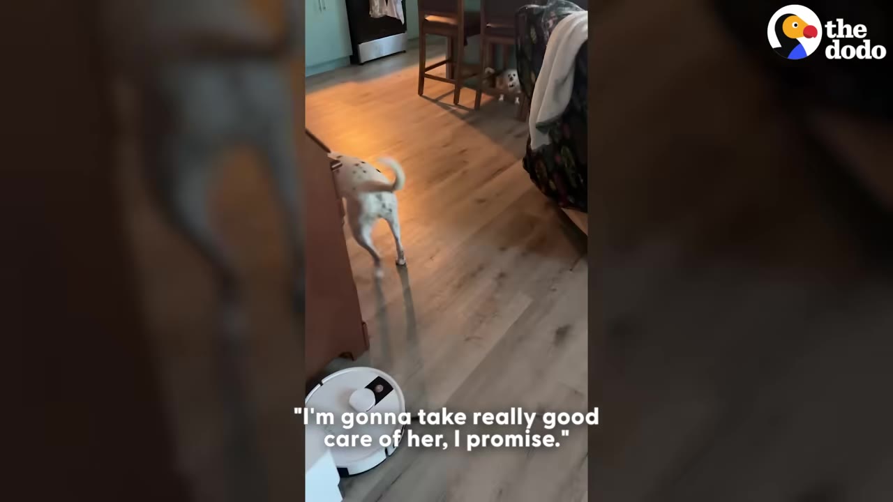 A Dalmatian dog walks across a wooden floor in a home, with a subtitle reading, 'I'm gonna take really good care of her, I promise.'