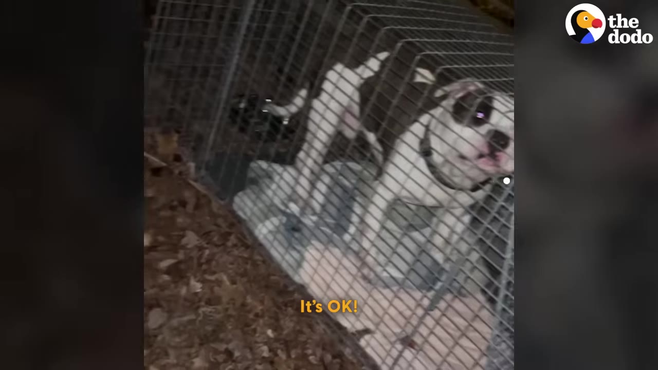 A black and white dog stands inside a wire cage trap lined with a soft blanket at night.