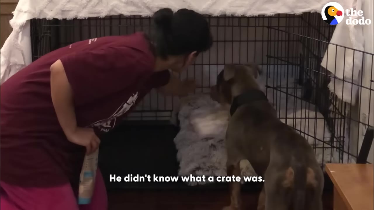 A woman in a maroon shirt gently coaxes a grey dog towards a large wire dog crate with a soft bed inside.
