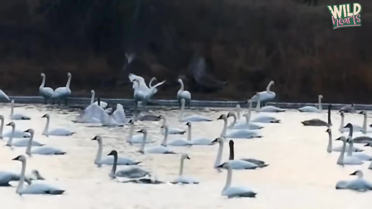 A large flock of white swans swimming in a body of water.