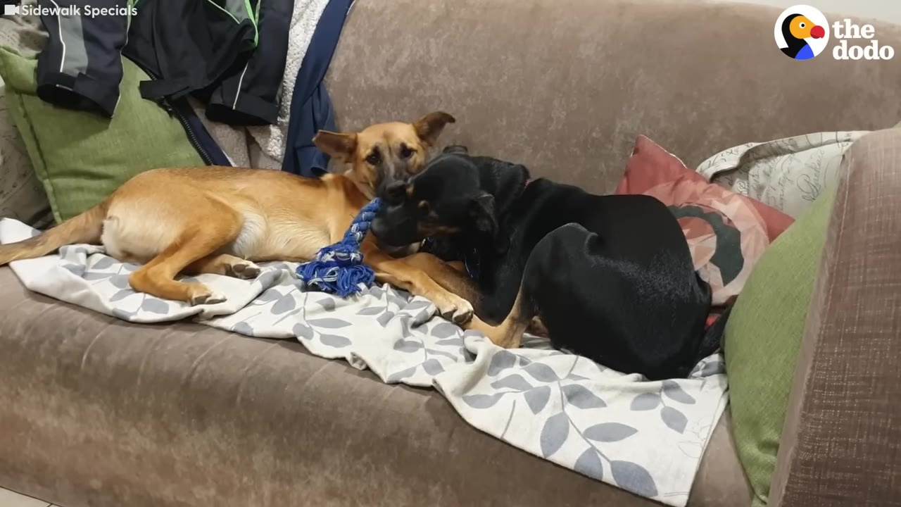 A tan dog and a black dog lie together on a couch, both holding onto a blue rope toy.