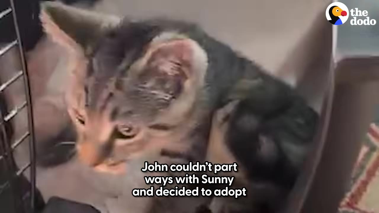 A small tabby kitten with large ears looks up from inside a pet carrier.