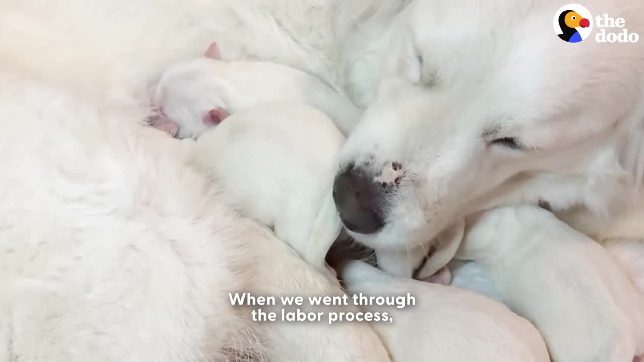 A close-up shot of a white mother dog gently nuzzling her newborn white puppies as they huddle against her fur.
