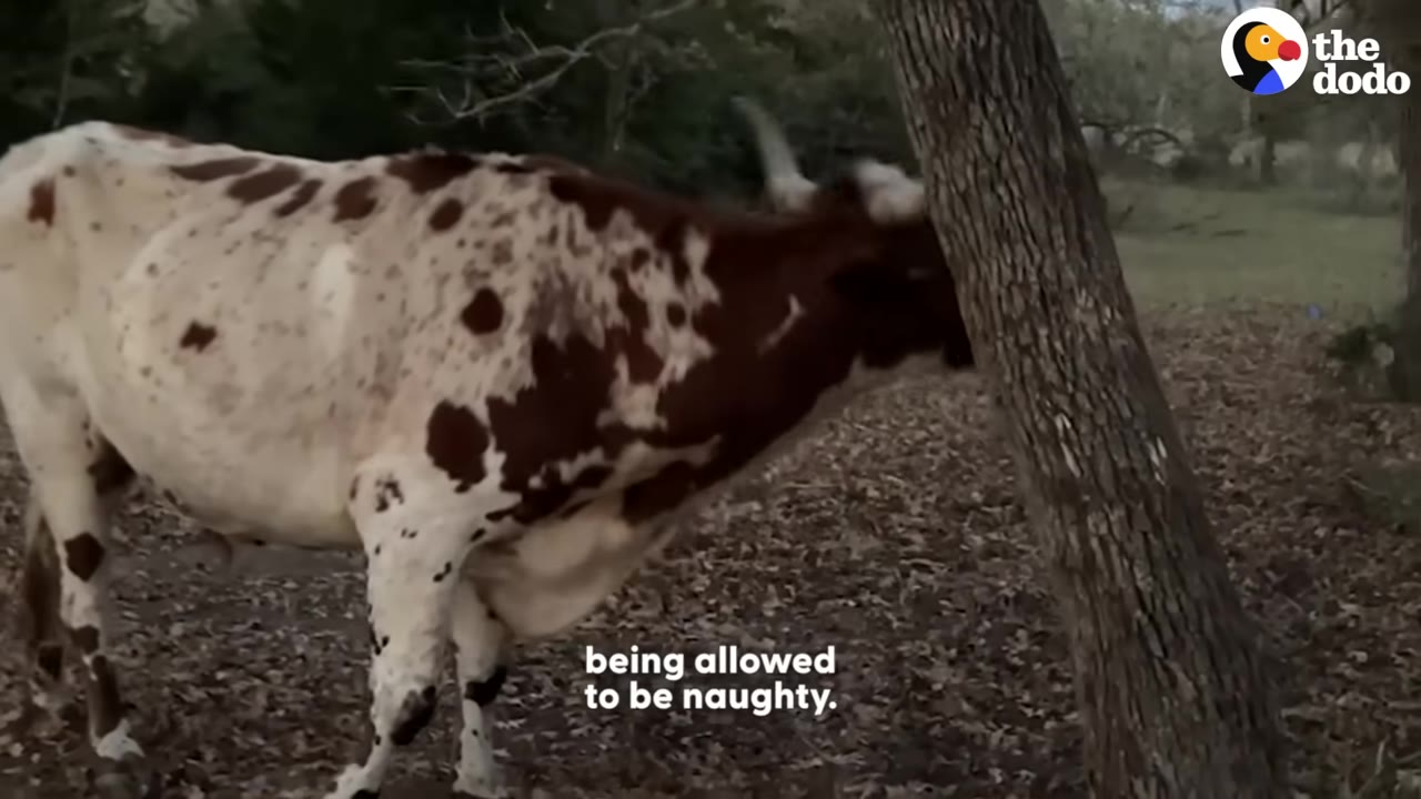 A brown and white steer rubs its head against a tree trunk in a wooded area.