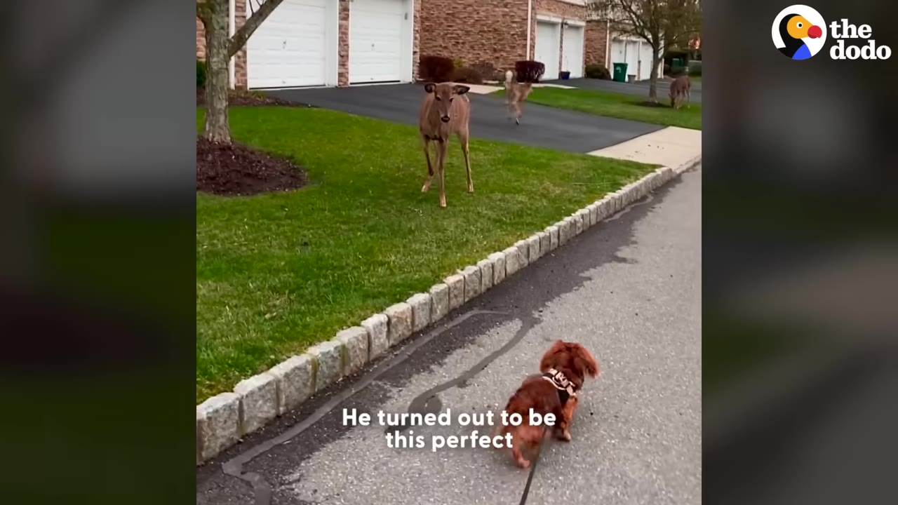 A small brown dog on a leash walks along a paved road, looking towards a deer standing on a grassy lawn in a suburban neighborhood.