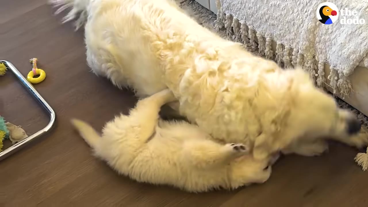 An adult golden retriever and a golden retriever puppy play-fighting on a wooden floor.