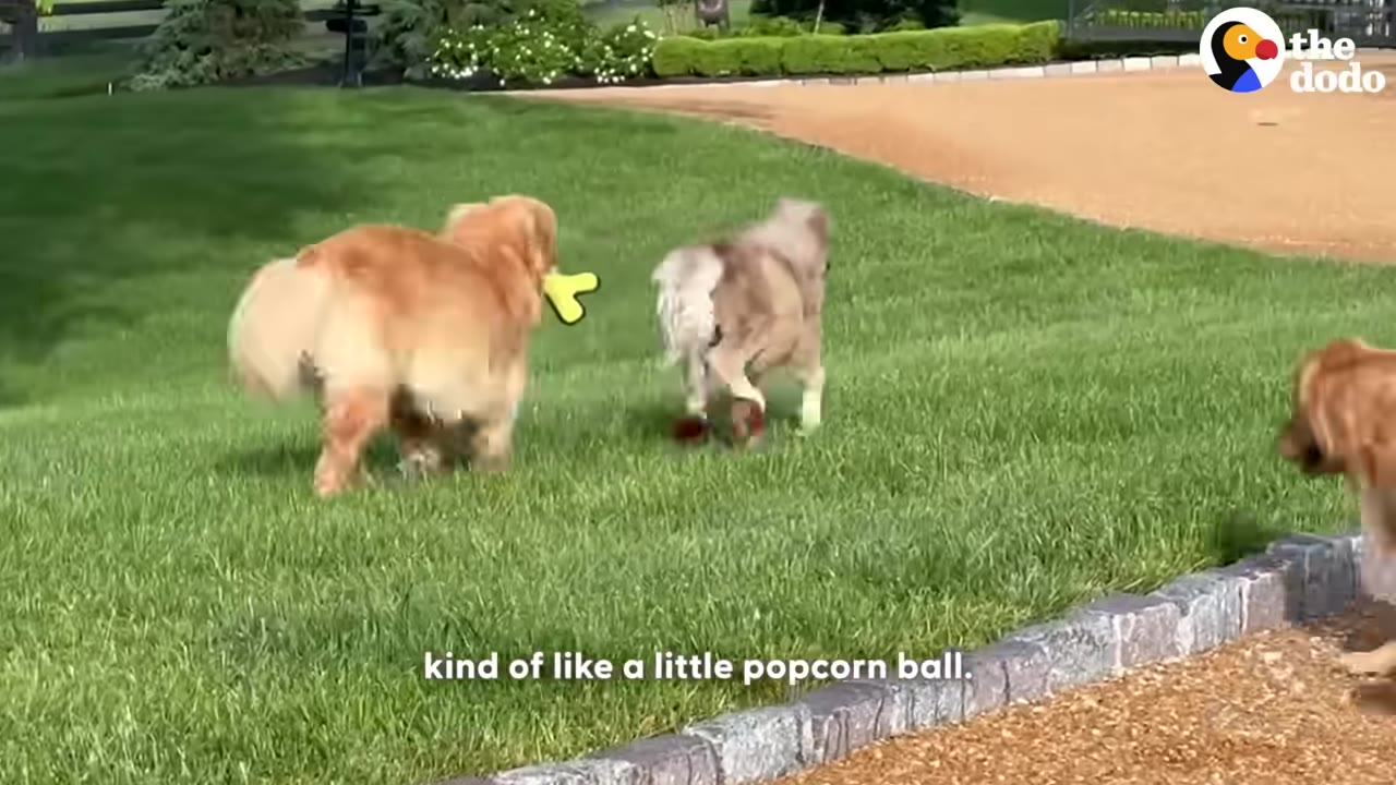 A miniature horse and a golden retriever run playfully together across a green lawn.