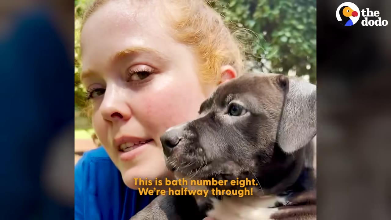 A woman with blonde hair holds a small grey puppy close to her face, with text on screen reading 'This is bath number eight. We're halfway through!'