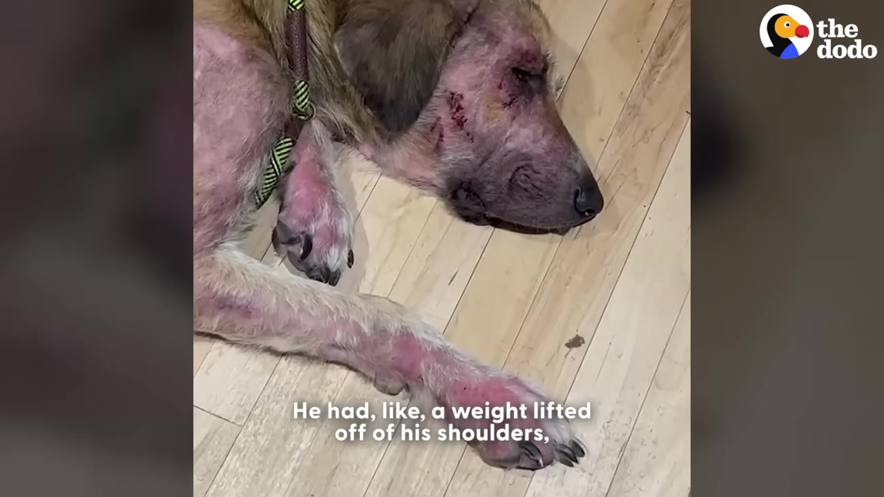 A close-up of a dog with severe hair loss and skin irritation lying down on a light wooden floor with his eyes closed.
