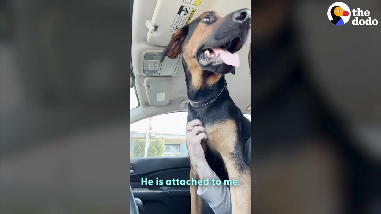 A black and tan dog sits in the passenger seat of a car, looking up happily with its tongue out as a person's hand gently pets its chest.