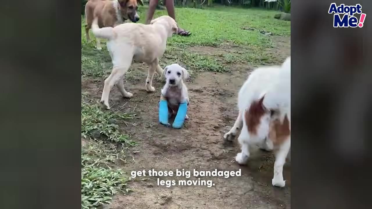 A small white puppy with bright blue bandages wrapped around both of its front legs sits on a dirt path outdoors, surrounded by other dogs.