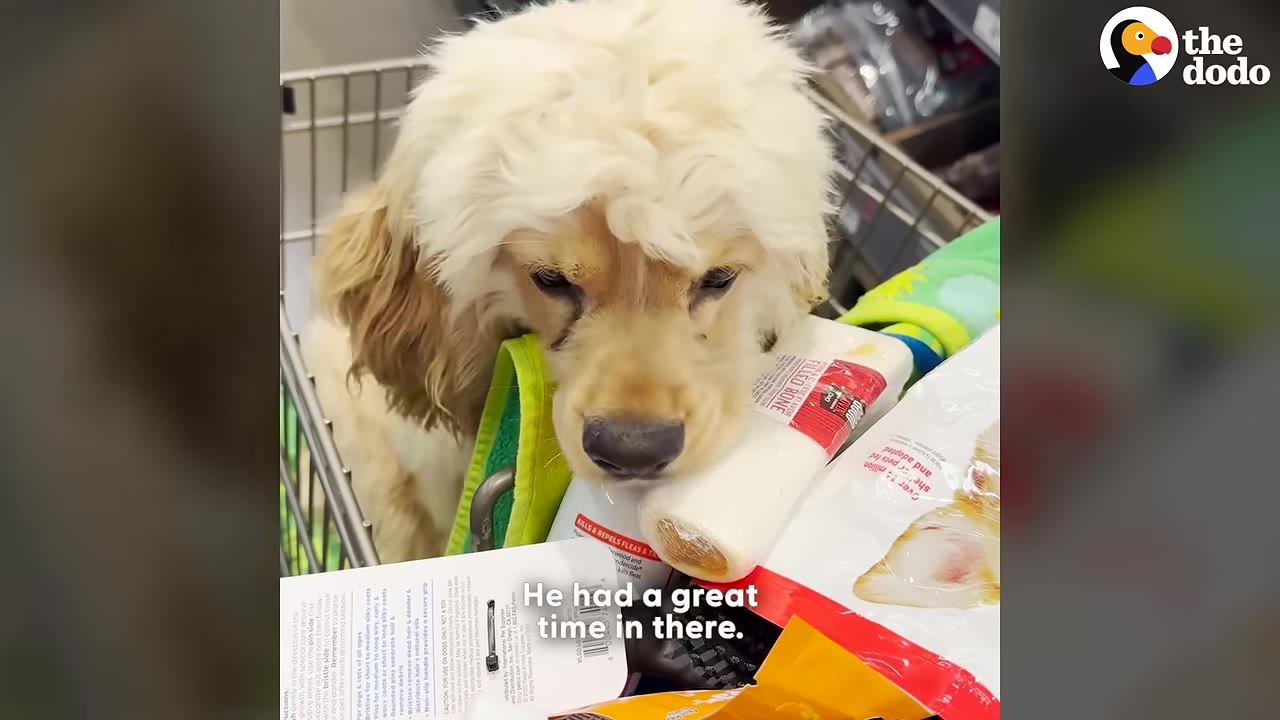 A fluffy, light-brown dog with floppy ears sits in a shopping cart surrounded by pet supplies, looking down thoughtfully.