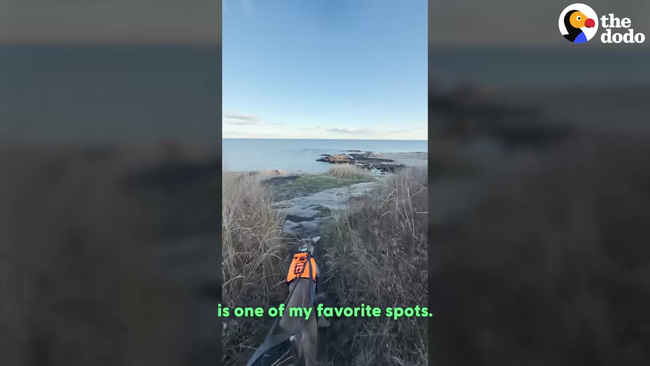 A dog wearing an orange vest walks down a grassy path towards the ocean under a blue sky.