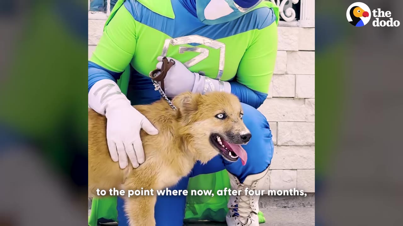 A fluffy tan dog with bright blue eyes and its tongue out is being petted by a person in a green and blue superhero costume.