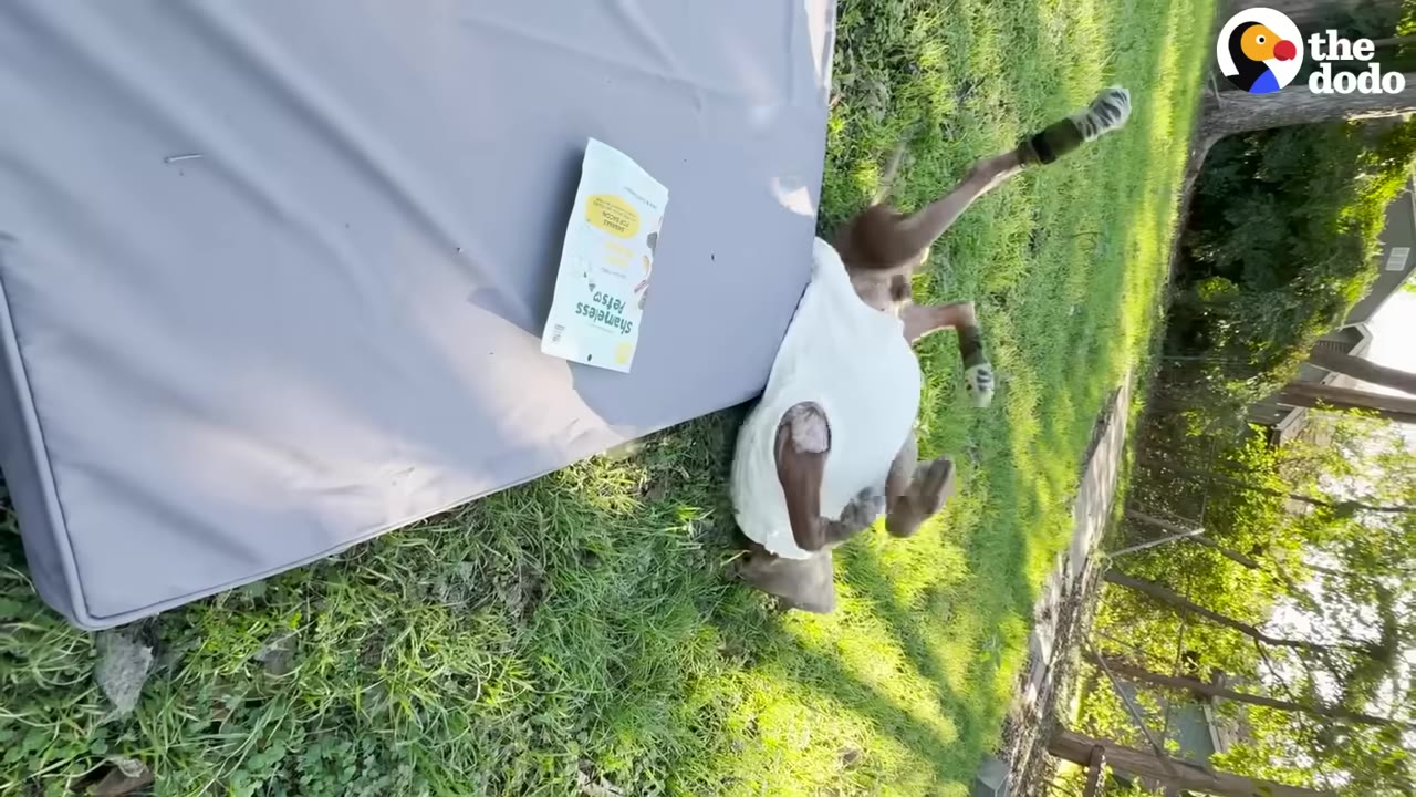 A dog wearing a white shirt rolls on its back in the green grass next to a grey dog bed.