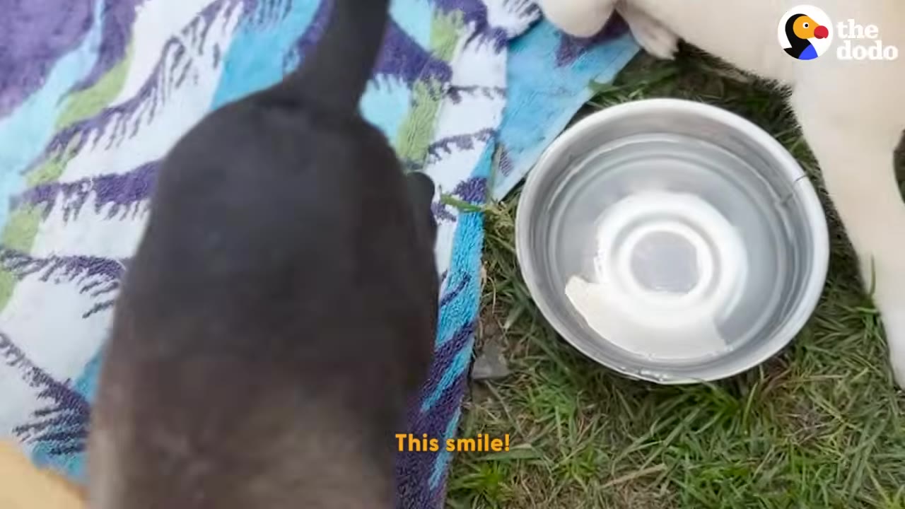 A small dark puppy walks on a blue patterned towel next to a metal bowl of water on green grass.