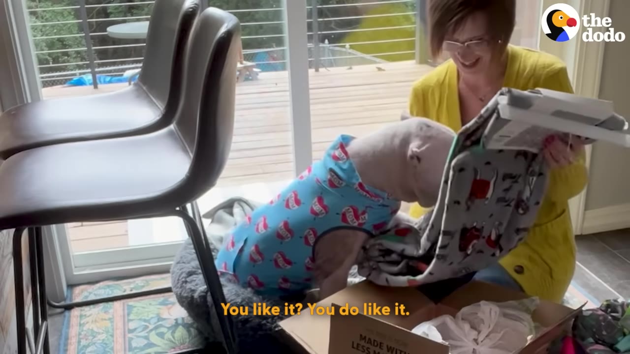A white dog wearing a blue shirt with red hearts sniffs a grey patterned blanket held by a smiling woman in a yellow cardigan.