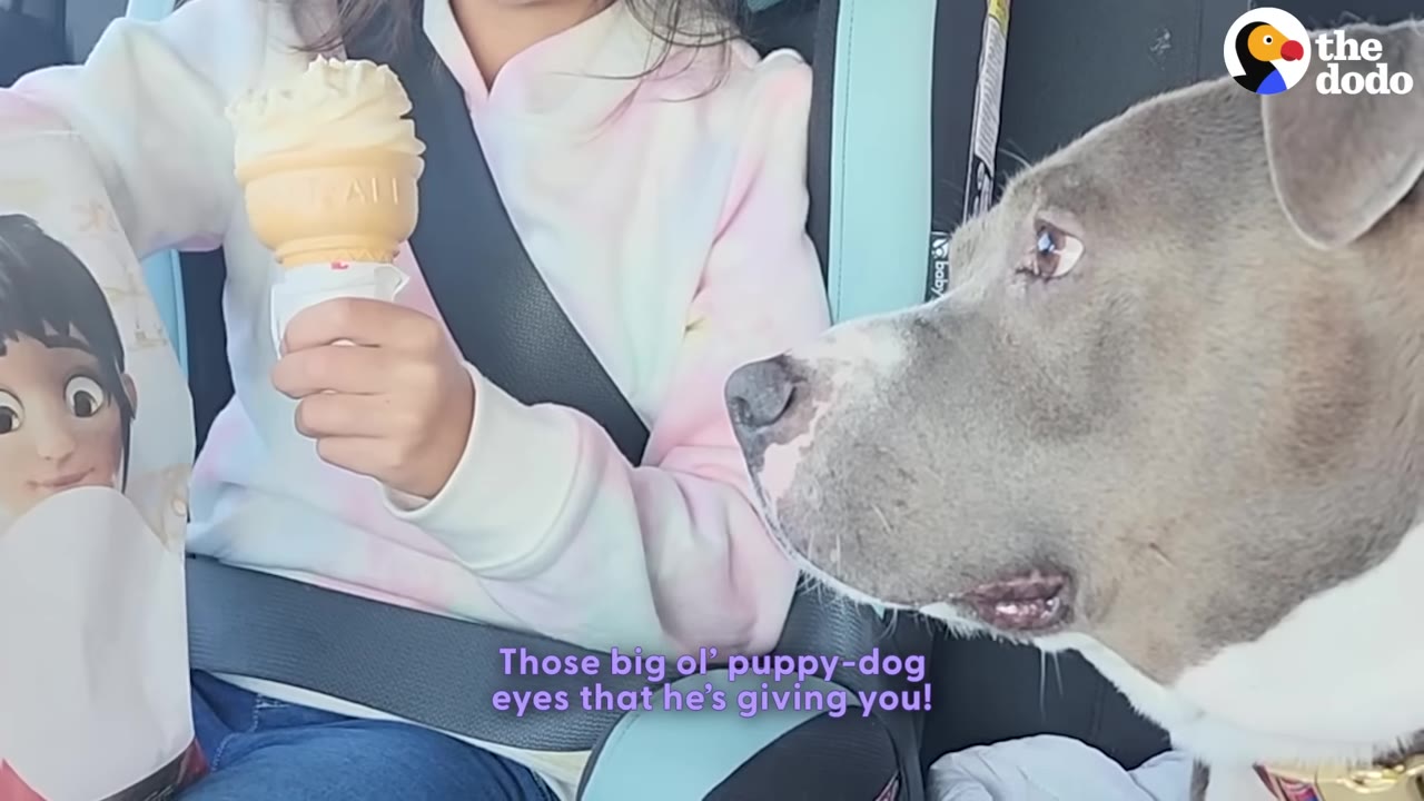 A young girl in a car seat holds a vanilla ice cream cone while a grey and white pit bull looks at her with wide, pleading eyes.