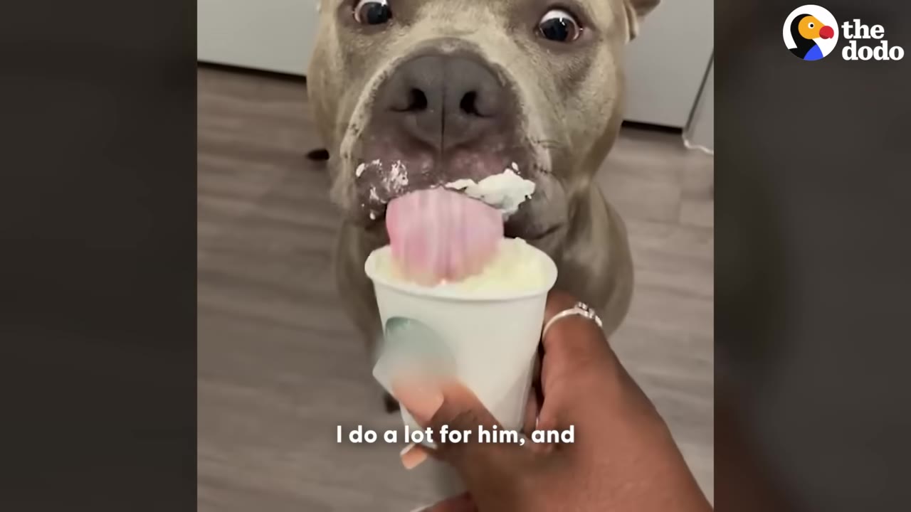 A close-up shot of a gray pit bull licking whipped cream from a small white cup held by a person's hand.