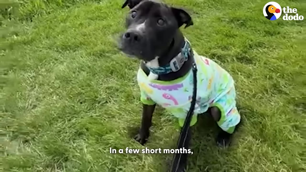 A black dog wearing a light green dinosaur-patterned onesie sits on a grassy lawn, looking up towards the camera.