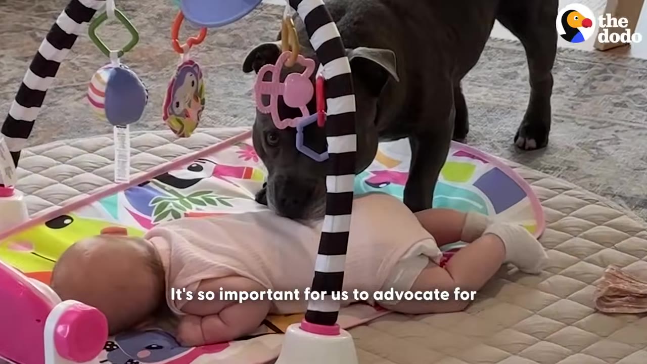 A grey pit bull stands over a baby lying on her tummy on a colorful play mat, gently sniffing her back.