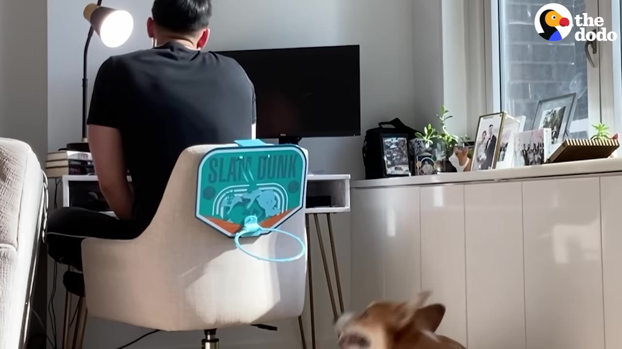 A man sits at his desk with a toy basketball hoop attached to his chair, while a corgi jumps up playfully in the foreground.
