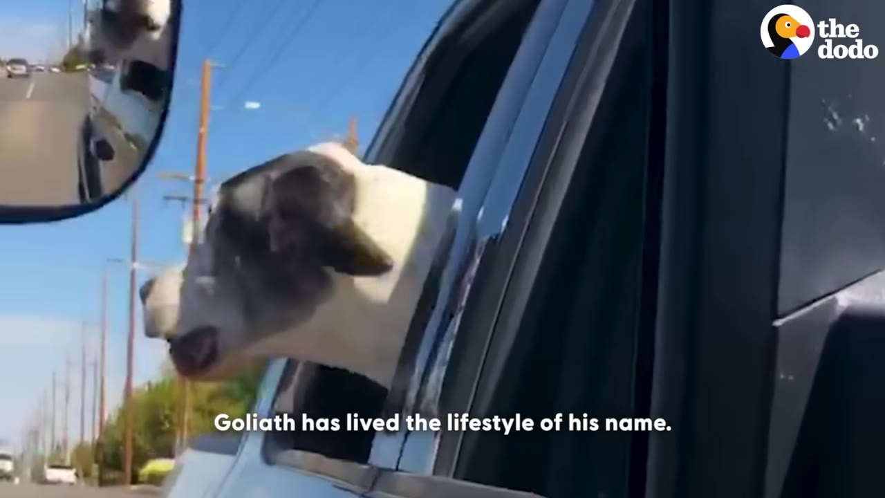 A black and white dog named Goliath sticks his head out of the open window of a moving car, enjoying the breeze.