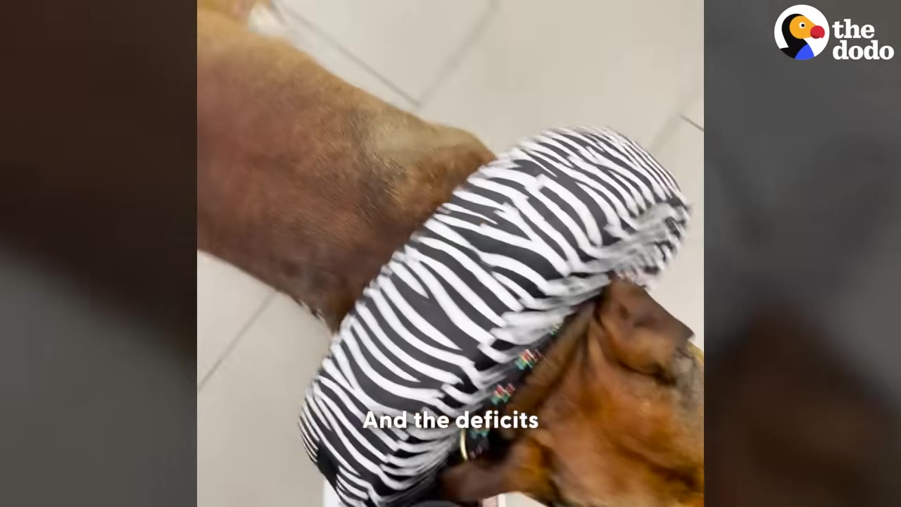 A high-angle shot of a brown dog wearing a black-and-white zebra-striped protective neck collar.