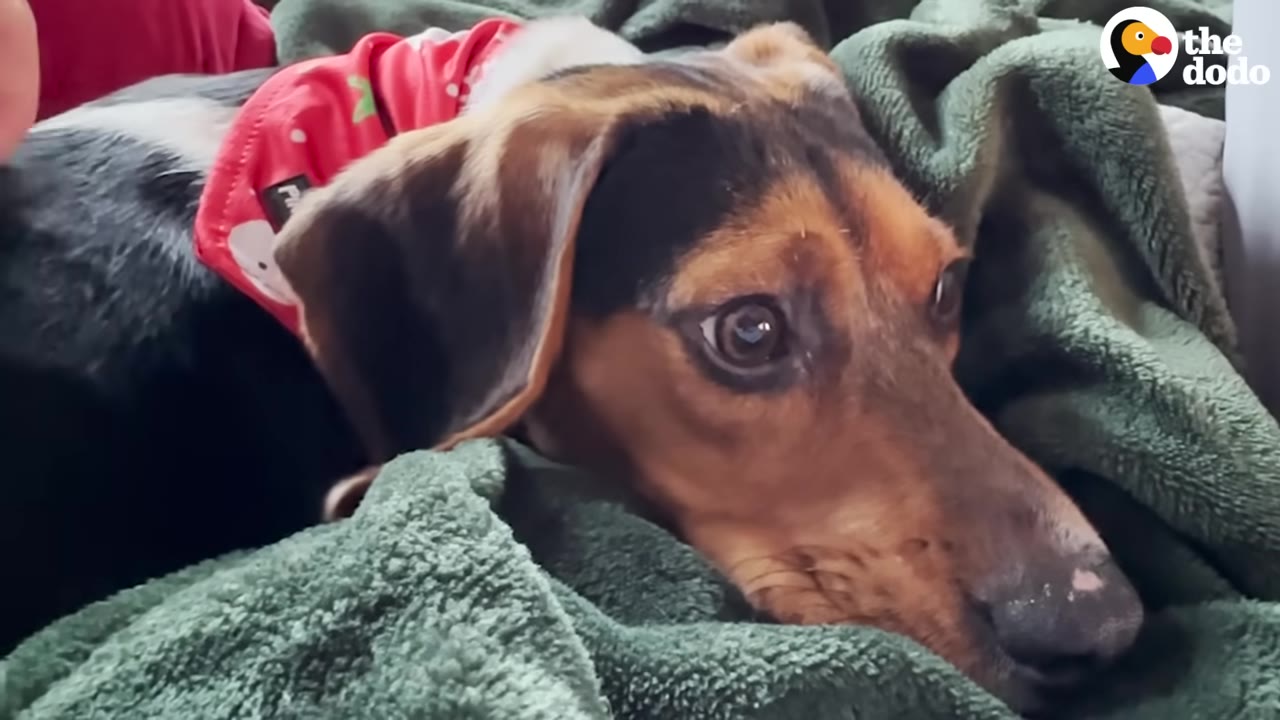 A close-up of a brown and black dog named Tom wearing a red festive bandana while resting on a green blanket.