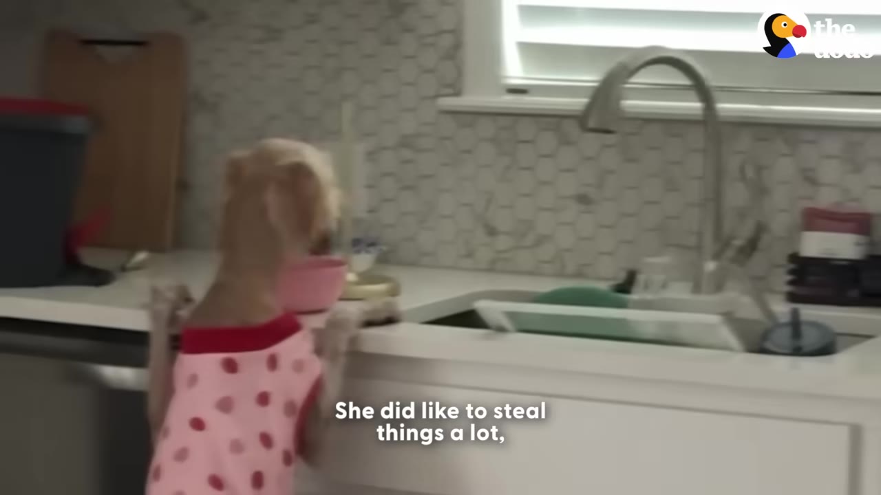 A small light-colored dog wearing a pink and red polka-dot shirt stands on its hind legs to peer over a kitchen counter next to a sink.