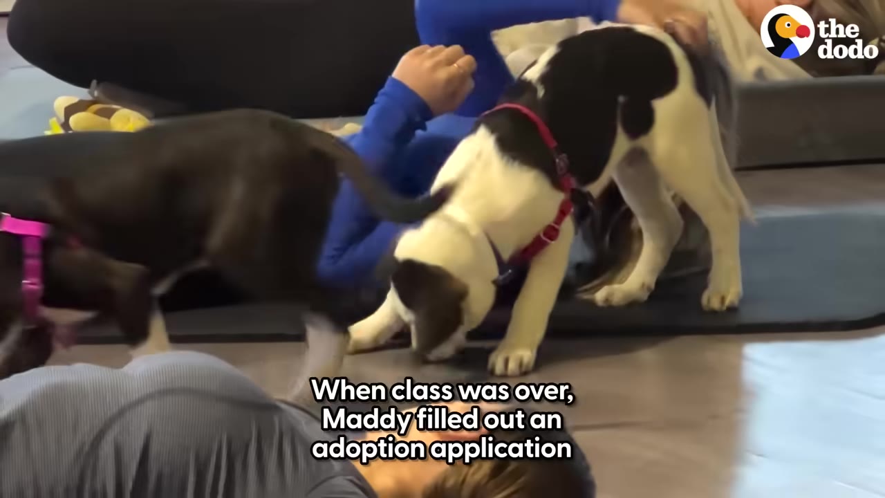 A person lying on a yoga mat with puppies playing around them, with text overlay stating 'When class was over, Maddy filled out an adoption application'.