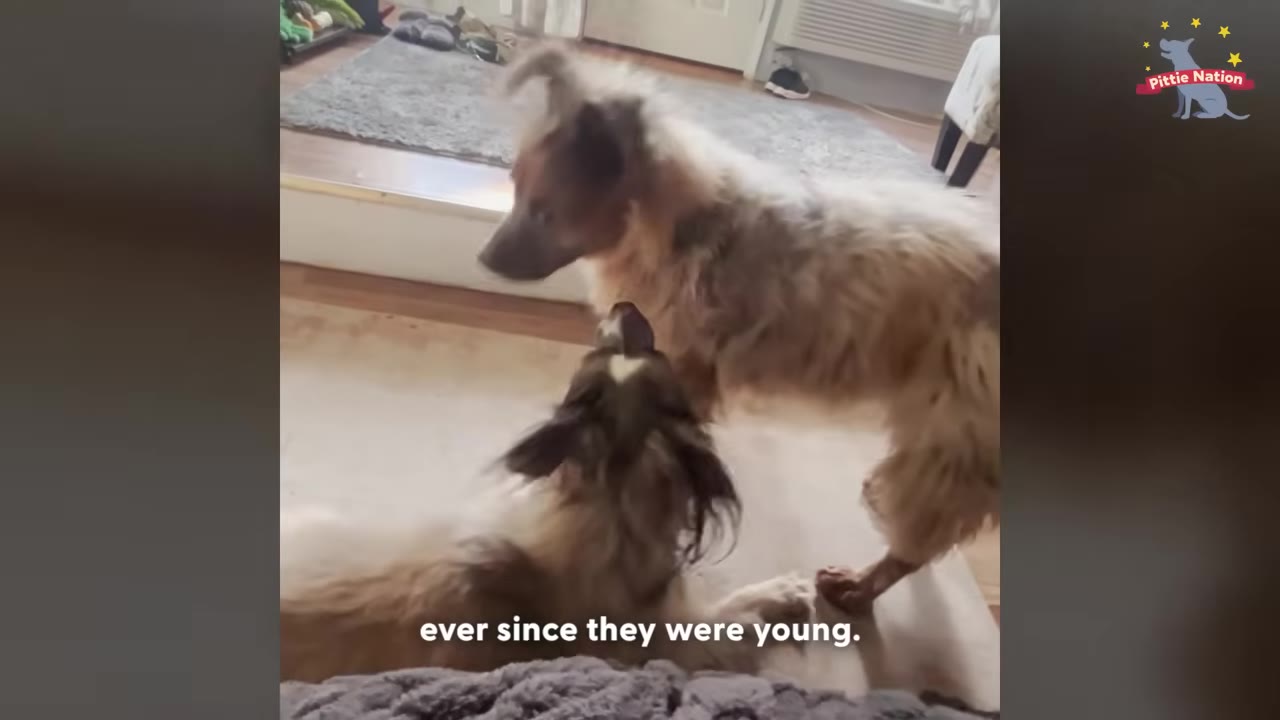 Two fluffy, long-haired dogs interacting playfully on a rug inside a home.