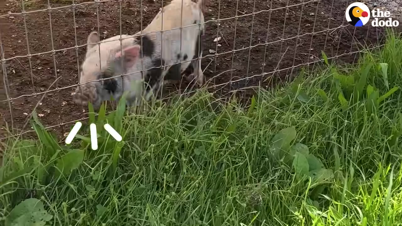 A small black-and-white spotted piglet walks along a wire fence in a muddy enclosure next to a grassy area.
