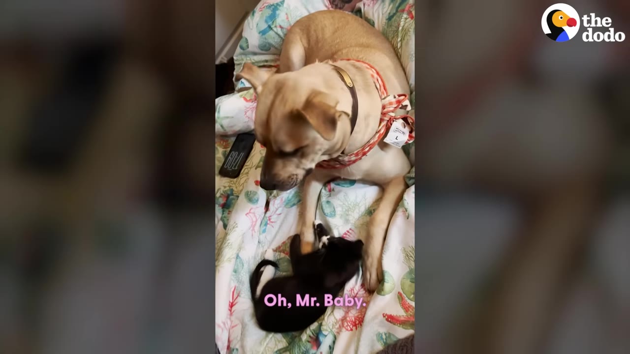 A tan dog lies on a patterned blanket, looking down gently at a small black and white kitten lying on its back between the dog's front paws.